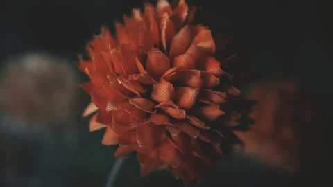 Fake plastic orange drumstick flower Craspedia globosa vintage colour pull .. Stock Footage 344728561