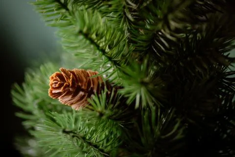 Fake plastic pine cone Stock Photos