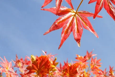 Fake red maple leaf tree decoration in the garden.  Stock Photos