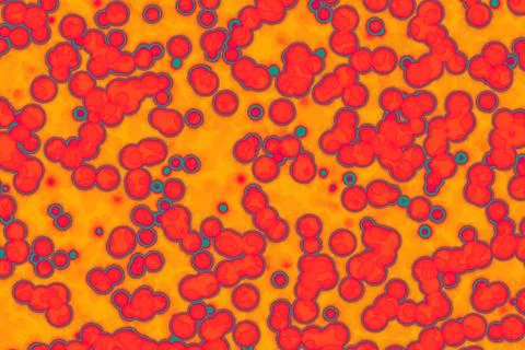 Fake Shape of bacterial cell: cocci. Molecular research microorganisms. micro Stock Illustration