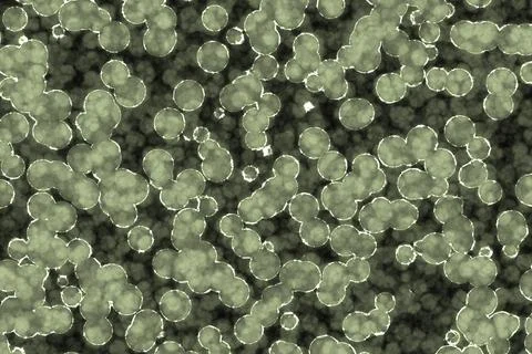 Fake Shape of bacterial cell: cocci. Molecular research microorganisms. mic.. Stock Illustration