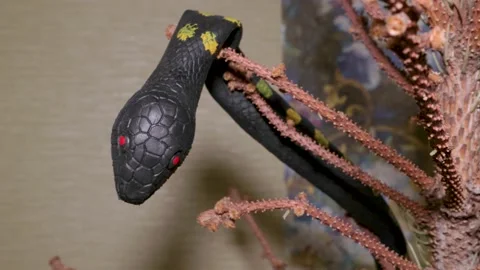 Fake snake on a tree children's toy frightening prank Stock Footage 150642606