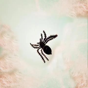 Fake spider Stock Photos