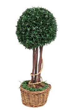 Fake tree on a pot on white background Stock Photos