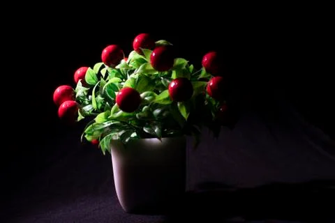 A fake vibrant cherry tree on a white pot in black copy space background. Pro Stock Photos