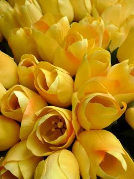 Fake yellow tulips Foto stock