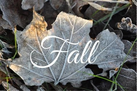 Fal leaf Stock Photos