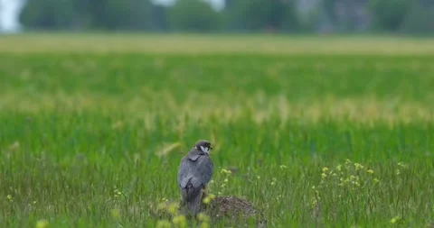 Falco bird close up Stock Footage 139132338