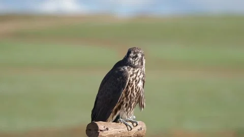 Falco falcon portrait shows sharp eyes - Predatory Behavior and Feather Pattern Stock Footage 339710150