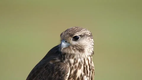 Falco falcon portrait shows sharp eyes - Predatory Behavior and Feather Texture Vidéo 339710223