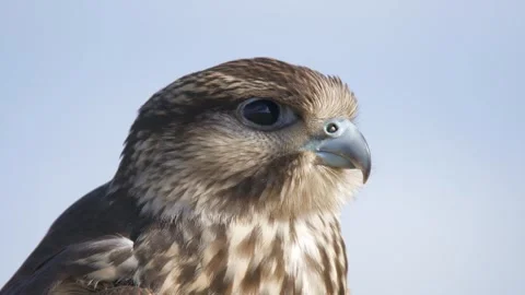 Falco falcon portrait shows sharp eyes - Raptor Closeup and Predatory Behavior Stock Footage 339710295
