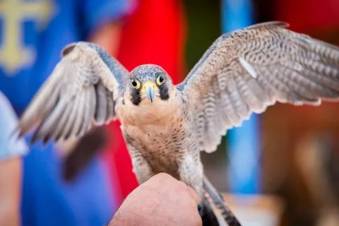 Falco peregrinus Foto stock