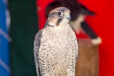 Falco tinnunculus Stock Photos