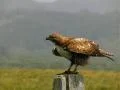 Falcon 01 Slow Motion 210fps High Speed Pooping and fly Footage