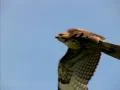 Falcon 02 Slow Motion 210fps High Speed Footage
