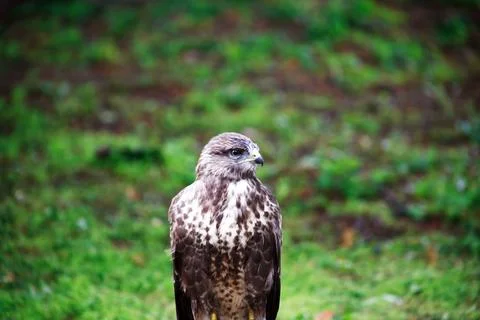 Falcon After The Rain Stock Photos
