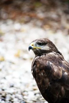Falcon After The Rain Stock Photos