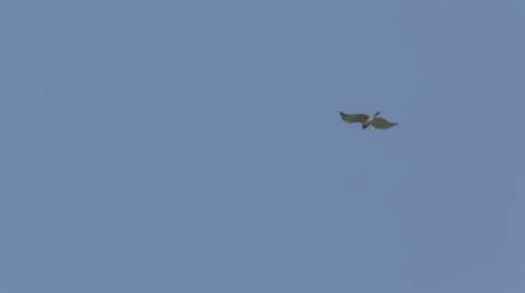 Falcon against a blue sky Stock Footage 43870660