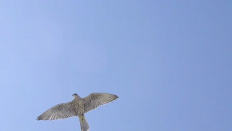Falcon on the Air Video stock 121228981