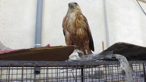 Falcon - Animal World. Stock-Footage 77015328