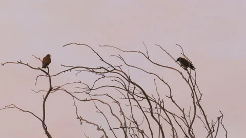 Falcon attack a crow Vídeos de archivo 94135597