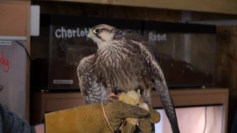 A falcon beig hand fed Stock Footage 105122899