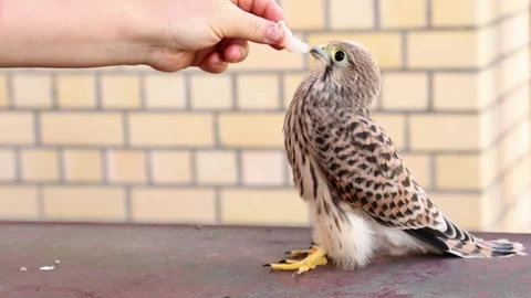 Falcon being hand-fed against neutral brick wall background Stock Footage 310812311