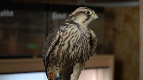 A falcon being hand held Video stock 105123627