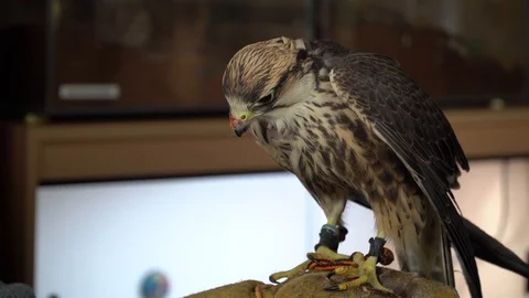 A falcon being hand held Video stock 105123816
