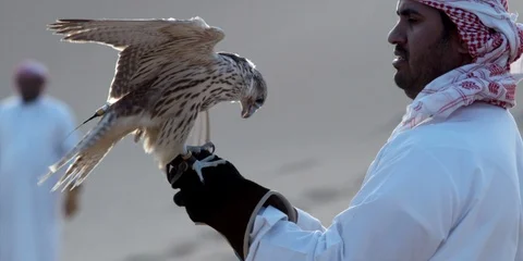A falcon bird being trained by two Arabic men at a desert. Stock Footage 124604476