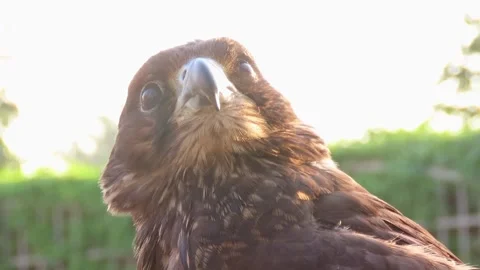 Falcon Bird Close up Stock Footage 261005752