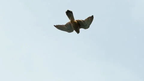 Falcon bird diving as it hunts from above Vídeos de archivo 243488369