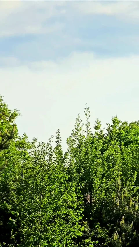 Falcon bird diving as it hunts from above. tracking shot of a falcon. Falcon Stock Footage 309694443