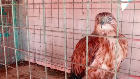 Falcon - Bird of prey. In a cage. Stock Footage 77014251