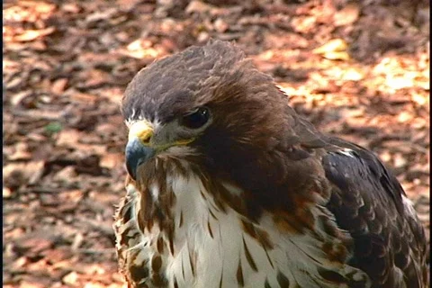 Falcon Bird of Prey Stock Footage 141705