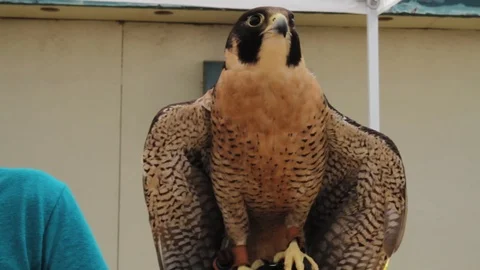 Falcon Bird of Prey Stock Footage 91875562