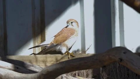 Falcon bird sitting in an enclosure Stock Footage 339049268