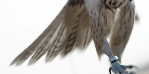 A falcon bird stands on the hands of man, with its wings spread. Stock Footage 46871163