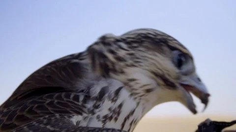 Falcon Bites The Falcon Mask Stock Footage 121220452