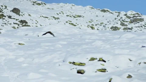 Falcon chasing rabbit Stock Footage 235107025