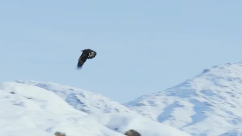 Falcon chasing rabbit Stock Footage 235107027