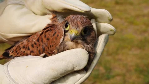 The falcon chick is sitting in the hands of a man. The muzzle of a falcon. Stock Footage 246032292