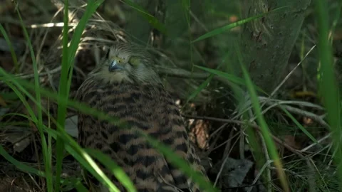 A falcon chick, a small falcon, a falcon that has fallen out of the nest Stock Footage 208536520