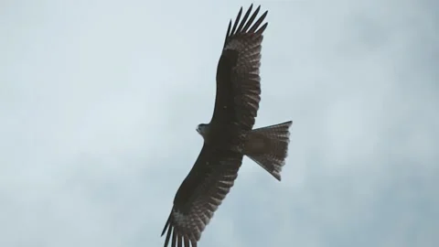 A falcon circling in the cloudy sky, and as a bird predator looking out for prey Stock-Footage 303301410
