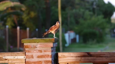 Falcon Cleaning Feathers on Concrete Post at Sunset Video stock 295970325