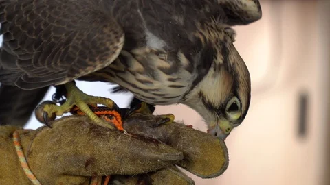 A falcon cleaning its beak after eating Stock Footage 105123804