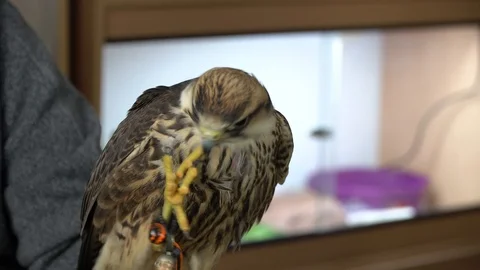 A falcon cleaning its beak Stock Footage 105123825