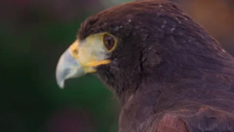 FALCON CLOSE UP Video stock 106917607