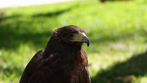 Falcon close up. Hawk moving its head close up with isolated background. Beautif Stock Footage 87275926