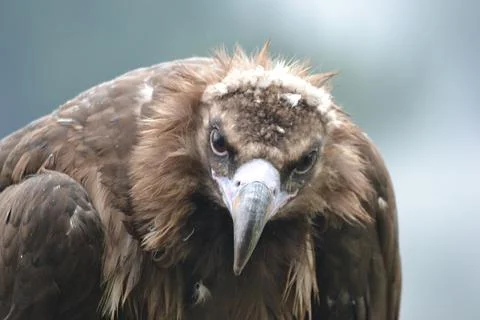 Falcon - close-up on head and defocused background Stock Photos